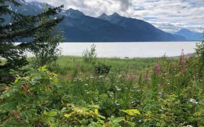 The Not So Secret Life of Bears