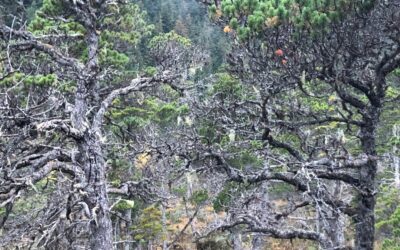 A Few Things Bright and Beautiful