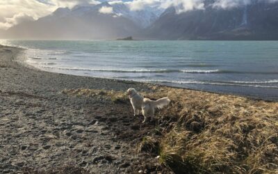 Screens Home and Away