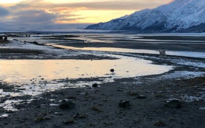 How the Light Gets In