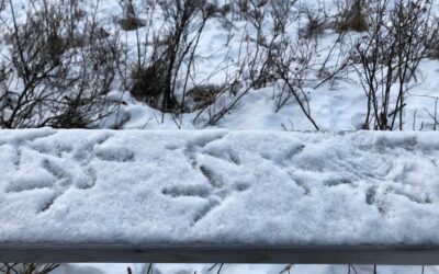 Lynx Eyes and a New Year