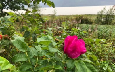 So Far, So… Okay? (I Hope?)