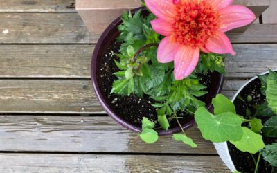 I Hope Little League Isn’t Rained Out