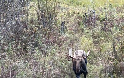 Season’s Greetings