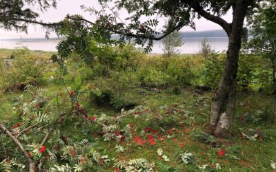 Of Bears and Berries