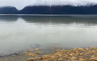 Nov 10 on the Chilkat, all is calm.