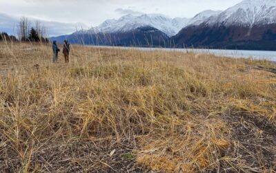 Nov 13, A Lucky Walk on the Chilkat