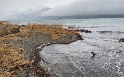 Sunday Nov. 26. A Pretty Good Day on the Chilkat
