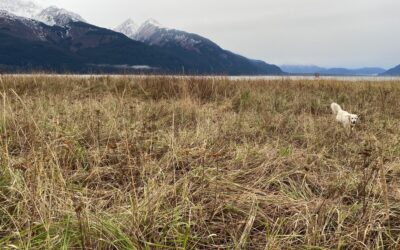 Sunday’s Walk on the Chilkat (and a few thoughts)