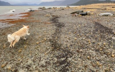 Nov. 8  Weds. Morning on the Chilkat