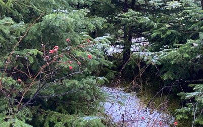 Lucky Dec. 13– Maybe?