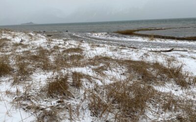 Dec 9 Hopes and Hoops