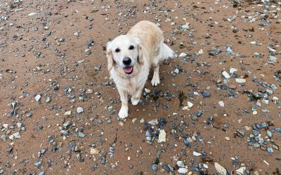 Tenakee, Travel and Trixie