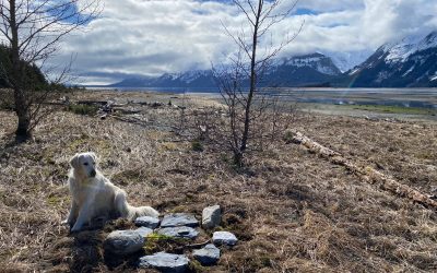 Light Perpetual Shines on Pearl