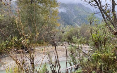 Dispatch from Moose Camp