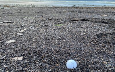 Sunday’s Thought(s)