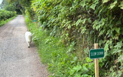 The Best Case Scenario