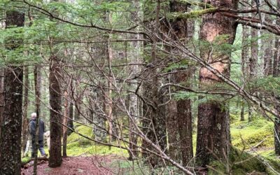 Stray Thoughts on Gandhi, Saints and Trees.