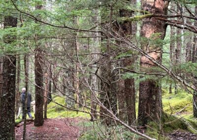 Stray Thoughts on Gandhi, Saints and Trees.