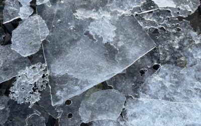 Who Are We? Calling all Senators