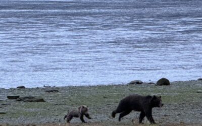 Bears, Ballots and JKT: Good News from Alaska.