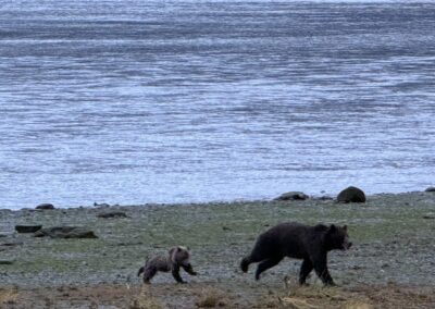 Bears, Ballots and JKT: Good News from Alaska.